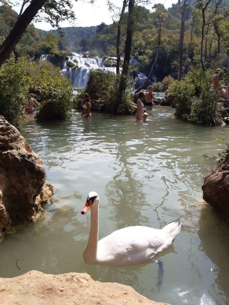 Swan, waterfalls Krka National Park