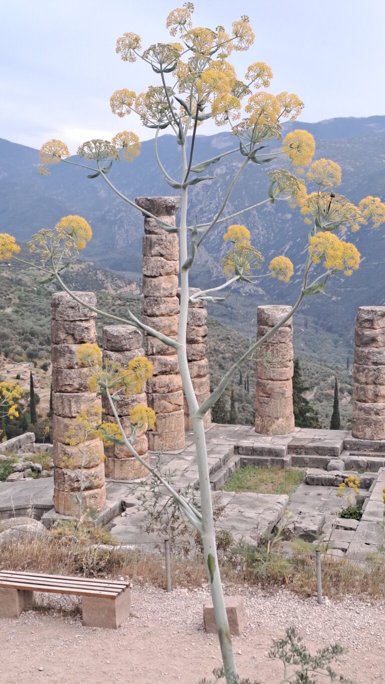 Delphi, Greece, travel, Europe, traveling with Multiple Sclerosis